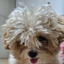 댕바이미 이미지