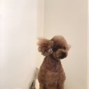 카페거리 동물병원 동행 이미지