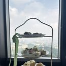 타르트N티 | 서울N타워 엔그릴 애프터눈티 후기🍰☕️