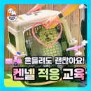 쉐이크테일 강아지 애견 유치원 호텔 미용 이미지