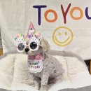 윤퍼피살롱 | # 강남애견호텔 윤앤퍼피 완벽 가이드