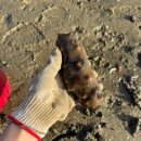 풍차마을히아신스펜션 이미지