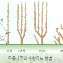 두릅나무 가지치기 시기와 방법(두릅 가지치기, 전지, 전정) 이미지