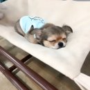 헬로멍뭉 이미지