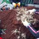 대농농장 이미지