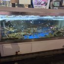 까치산시장 | [서울/까치산] 대게시장 대게 후기