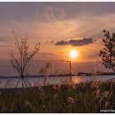 브라운도트거북섬점 이미지