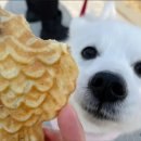 즐거운 강아지 이미지