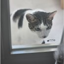 고양이 생활 호텔 | 위례고양이호텔 고양이생활 두번째 이용 후기