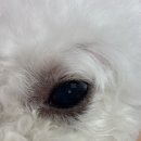안 수의과병원 | 강아지 콧등 탈모와 가려움증, 5세 비숑 강아지 아토피 치료 후기