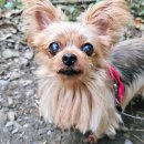 동물치유쉼터 | 반려동물과 산림욕장 가는법 옥천 화인산림욕장