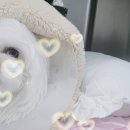 판교 P&P 동물병원 이미지