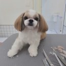 미니스톱 부산수영점 | 부산 수영구 애견미용 ㅣ 쁘띠몽펫샵 :: 시츄 얼굴컷과 위생목욕 후기