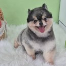 베베펫 천안 애견미용 | 천안애견미용학원 강아지를 좋아한다면 배워보세요