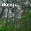 치유의 숲 | 스트레스 녹이는 숲속 웰니스 비슬산 치유의 숲 후기