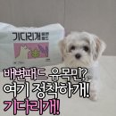지구와환경 | [기다리개] 지구를 사랑하는 댕댕이의 선택! 친환경 생분해 배변패드 찐 사용 후기 🐾
