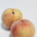 서원농장 | 복숭아의 세계를 알게 되다... 서원농원 천중도 후기