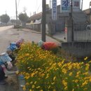 온양4동 온천대로 이미지