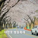 별해달분식 | 대전 대청호 벚꽃축제 2026 주말 후기: 실시간 개화상황, 인파, 주차 꿀팁 총정리
