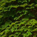 동평초등학교 이미지