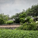 용수길(도산면) 이미지