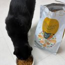 청녹섬유질가공사료 | 딩고나투라 | 26년 설세일, 나투라다이어트 CATS 중성화사료 1.5kg 후기