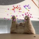 리가든 이미지