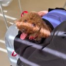 털로덮인친구들 수원시청역점 이미지