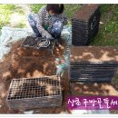 김용수농장 이미지