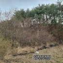 봉화임야 산지개발 낙역송, 참나무 17,720평 당1만원 1.7억, 법전면 법전리 산41 이미지