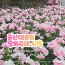 2026 울산대공원 장미축제 실시간 개화상황, 비 와도 사람 많았던 개막일 후기(5/20 기준)