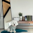 스테이제부 이미지