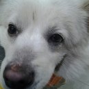 펫토피아 동물병원 이미지