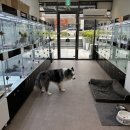 앙쥬펫 강아지분양 은평구점 이미지