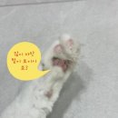 부산고양이미용&호텔 무냥무냥 대연점 이미지