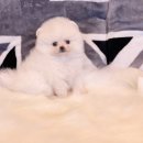 꾸러기 펫 이미지