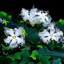 하늘타리 이미지