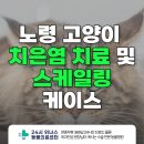 24시 위너스동물의료센터 | 평내동동물병원 노령 고양이 치은염 치료 및 스케일링 케이스 [평내 24시위너스동물의료센터]