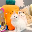 일산파주강아지분양고양이분양 바니캣 | 파주고양이분양 소중한 가족과의 만남을 위한 완벽한 길라잡이