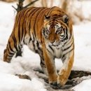 호랑이 체육관 이미지