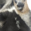 도그마루 노원점 이미지