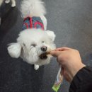 내서읍713 | 진해애견유치원 [멍데이유치원] 용원점 진해본점 반려견 유치원 방문 후기 넓은 공간과 체계적인 운영