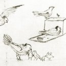 비둘기모사 이미지