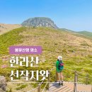 한라산 선작지왓 | [한라산] 제주 봄꽃명소_진달래 피어있는 선작지왓 (영실-어리목)