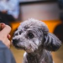 행복하개키울고양 이미지