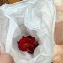 그래도예뻐 | [대구 부케] 웨딩 촬영 부케 추천 &#39;헤이내추럴&#39; 너무 예뻐 만족한 후기