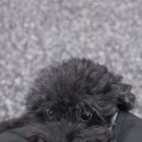 피앤엠 반려견교육센터 대전점 네이버블로그