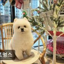 멜로멍스 이미지