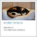 -먼저갈게요 ..고양이 역장의 마지막 인사 이미지