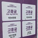 차빛나라 | [제1회 해창만 고흥 굴 축제 후기 | 1월 축제] 굴찜부터 피굴까지 미식 정복🦪